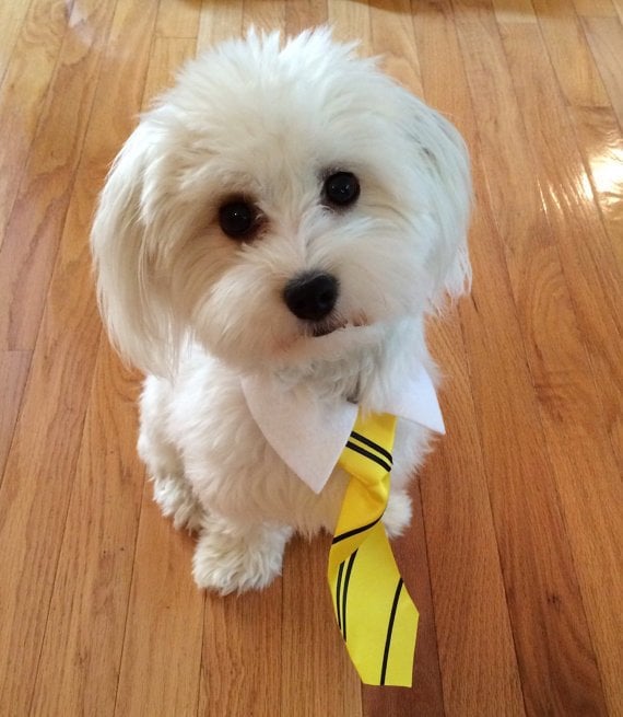 Hufflepuff Striped Dog Tie & Shirt Collar Combo