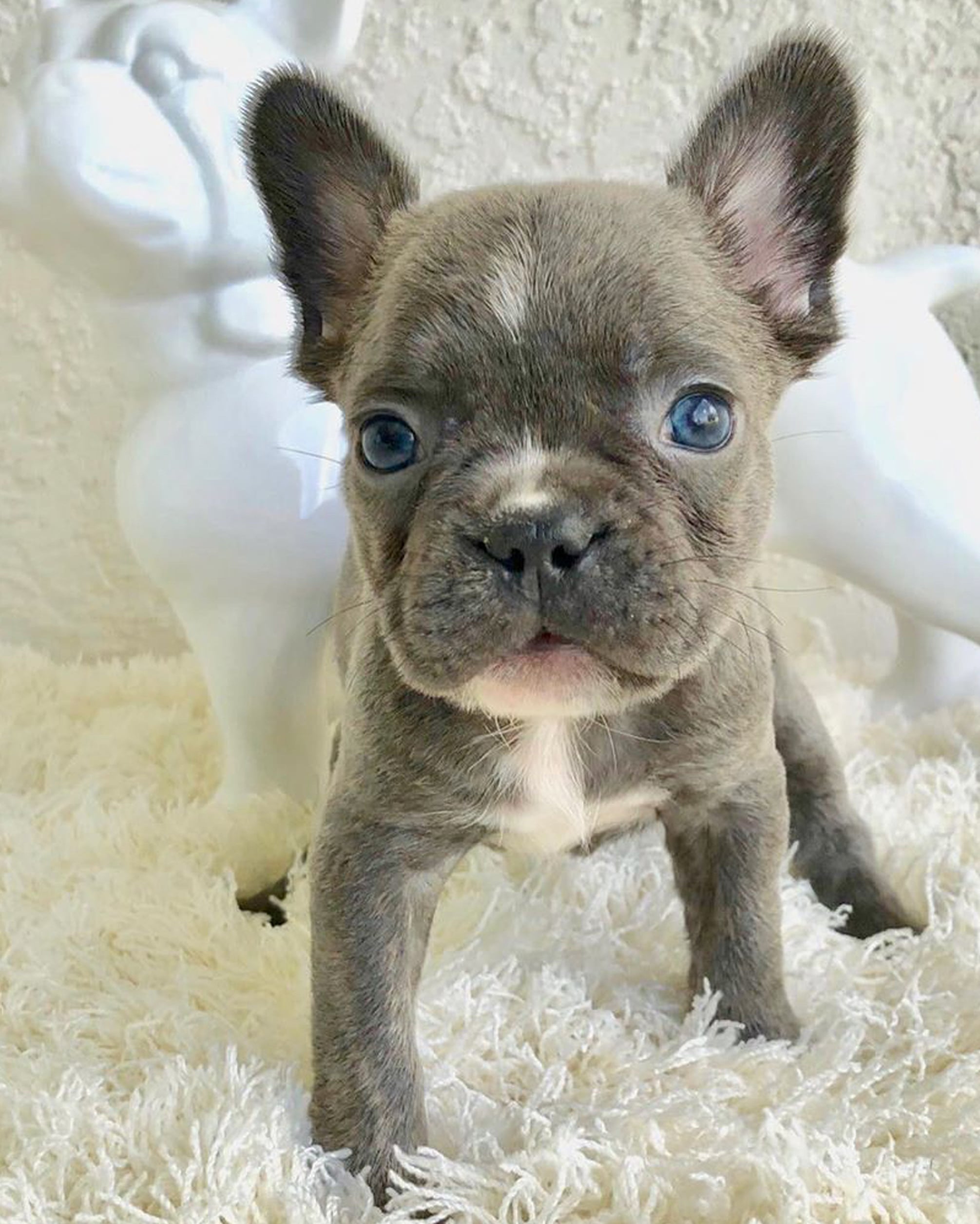 full grown mini french bulldogs