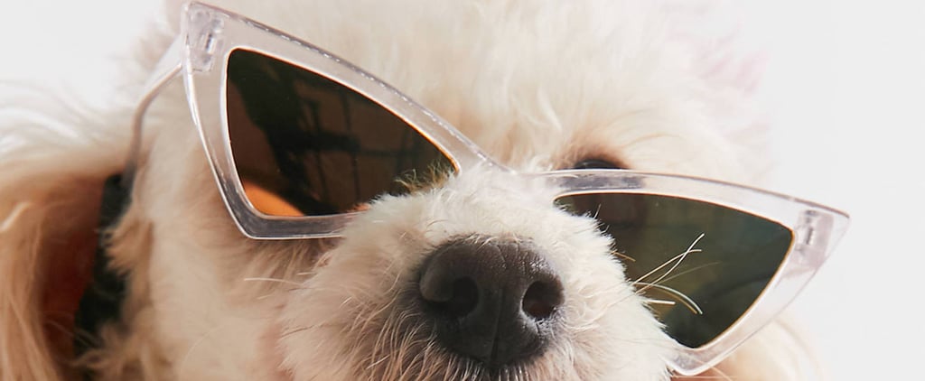 Best Sunglasses For Dogs 2020
