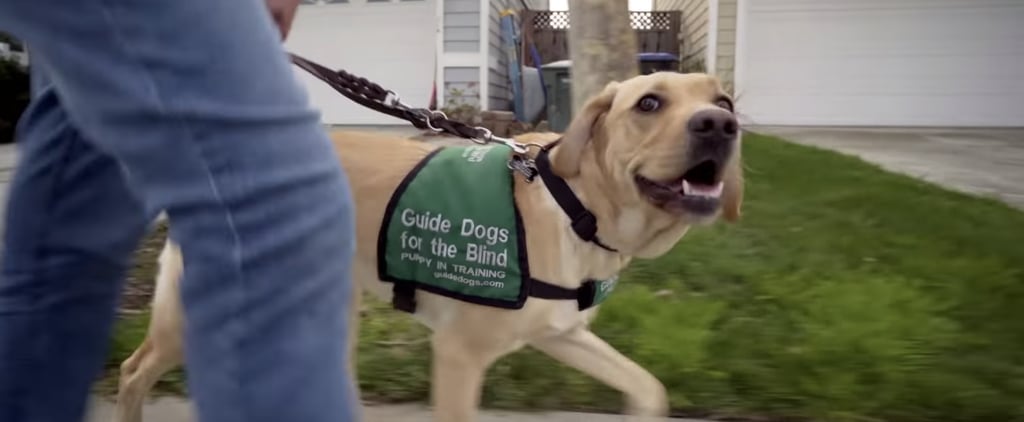 Disney+ Series About Guide Dogs in Training
