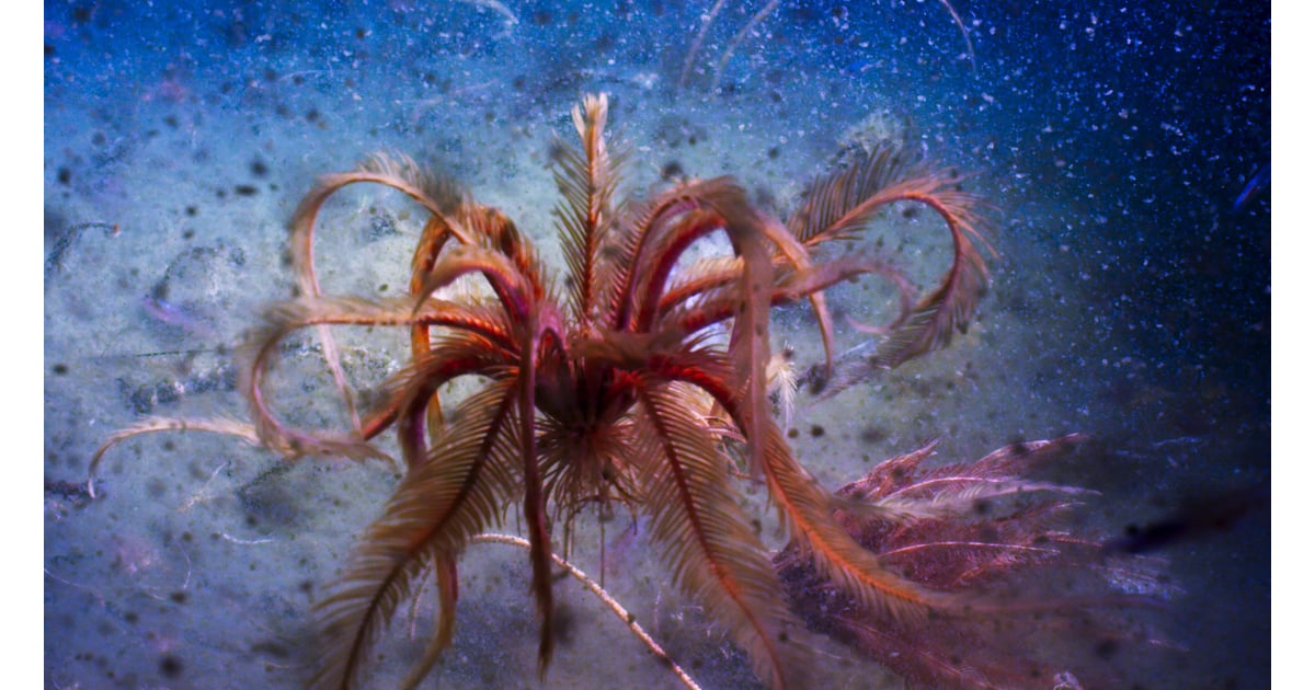 A feather star dancing in the Antarctic Sound. Earth Blue