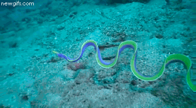 This graceful ribbon eel