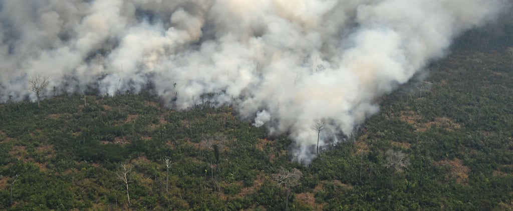 Where to Donate to Amazon Rainforest Fire Relief