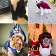 Your Favorite Celebrity Pets Have Spoken, and This Is What They Want For Christmas