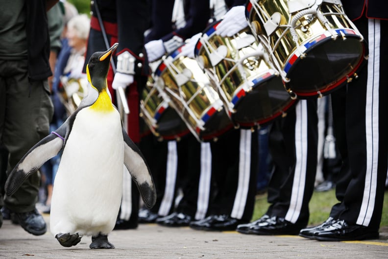 A Penguin Was Knighted in Norway