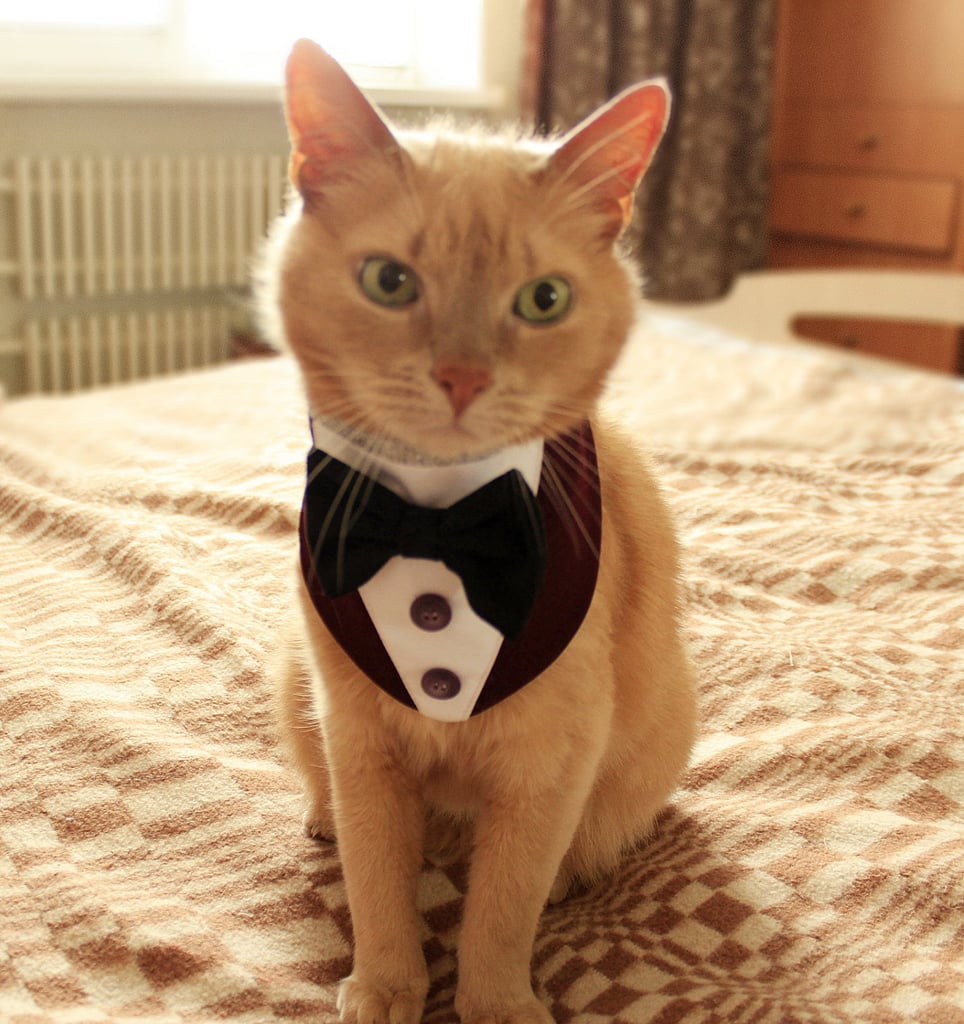 Cat Clothes Tuxedo Bandana Wedding Day