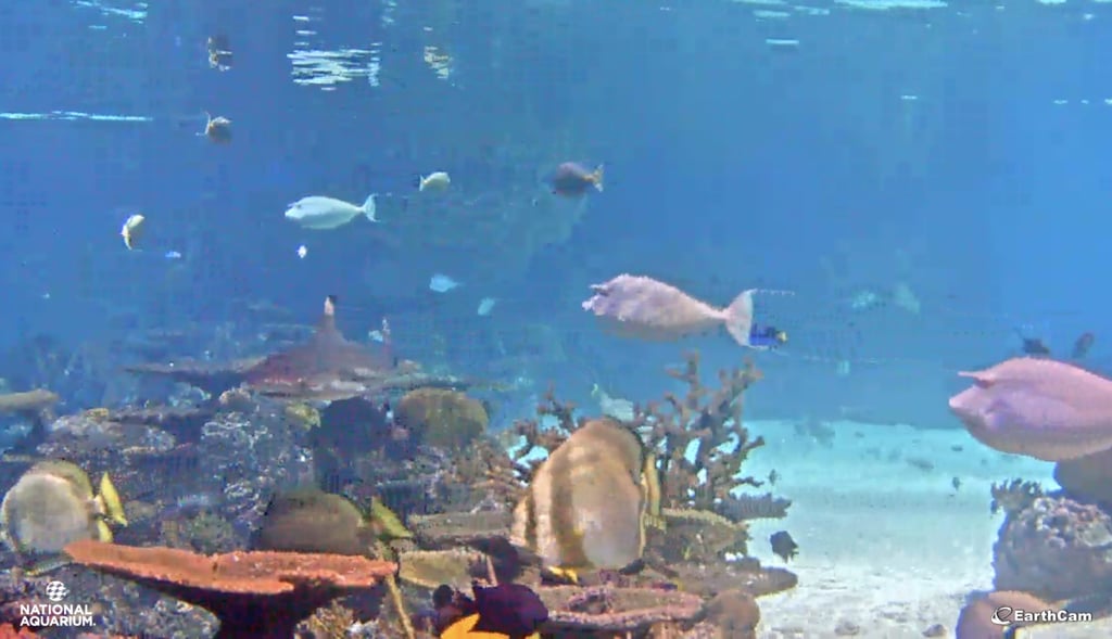 aquarium tour virtual