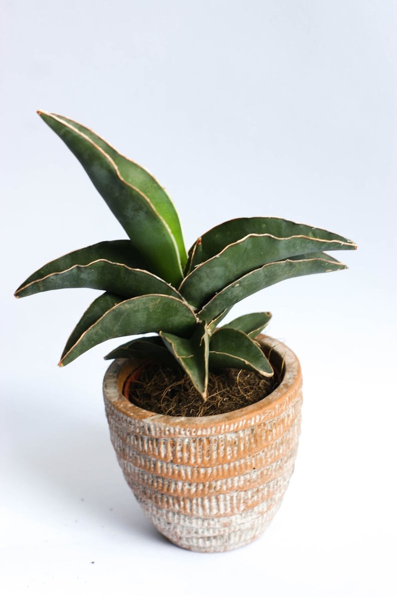 Sansevieria House Plant