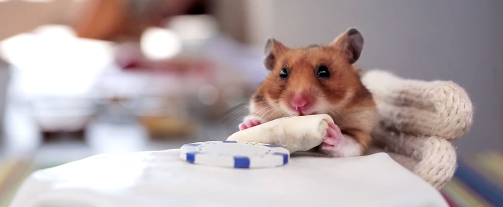 Hamster Eating Tiny Burritos | Video