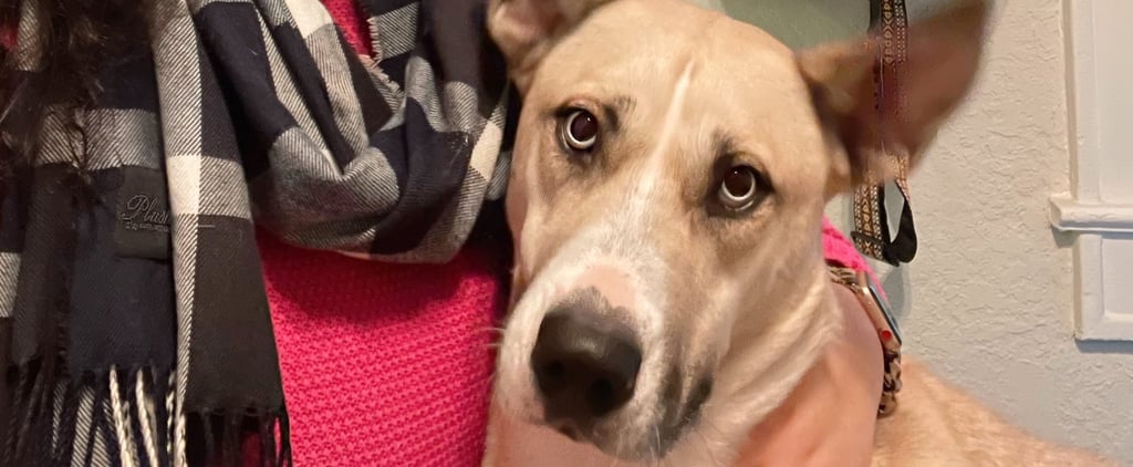 Why I Don't Regret My COVID-19 Pet