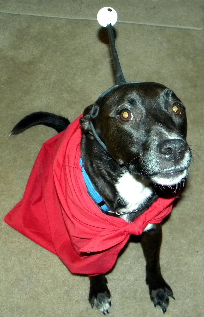 Nibbler Pet Costume DIY Pet Costume Ideas POPSUGAR Smart Living Photo 2