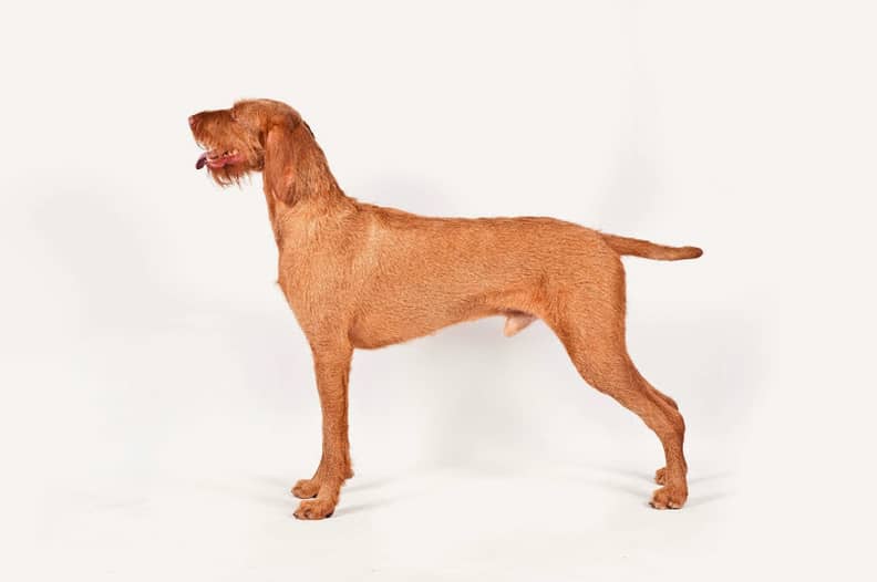 Kennel club vizsla puppies discount