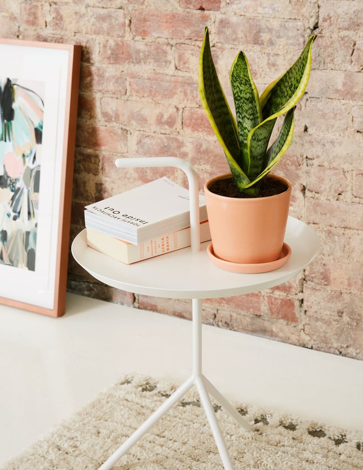 Best Houseplants For Bathrooms Popsugar Home