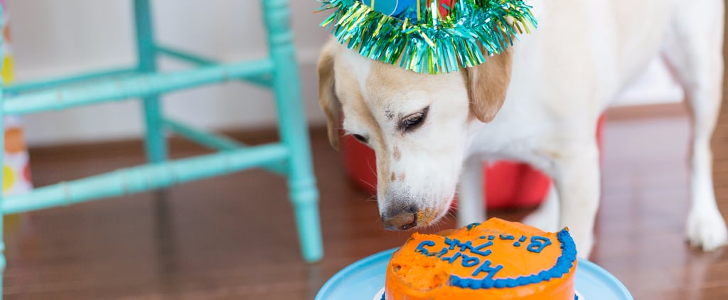 How to Throw a Birthday Party For Your Dog