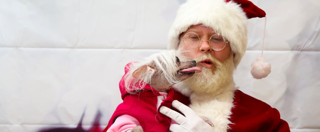 Pets Meeting Santa