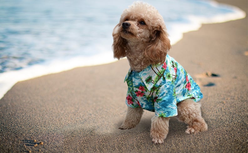 EXPAWLORER Hawaiian Pet Dog Polo T Shirts 