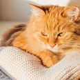 Wondering Why Your Cats Always Lie on Your Clothes? 2 Veterinarians Explain