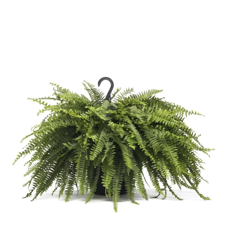 Boston Fern