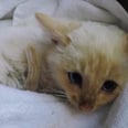 Kitten Given a Second Chance at Life After Nearly Freezing to Death