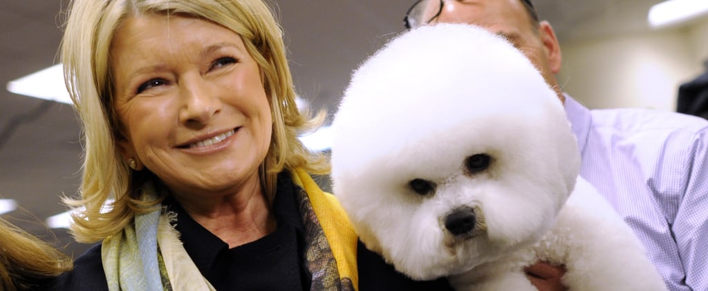 Martha Stewart Making CBD Pet Products