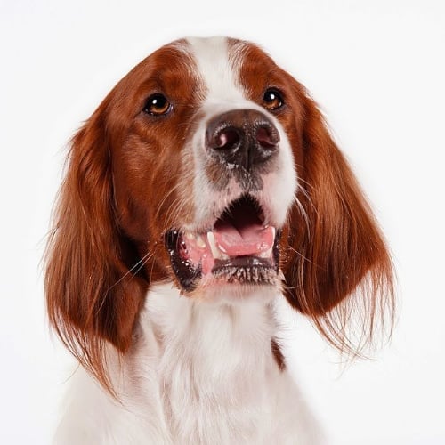 Irish Dog Breeds