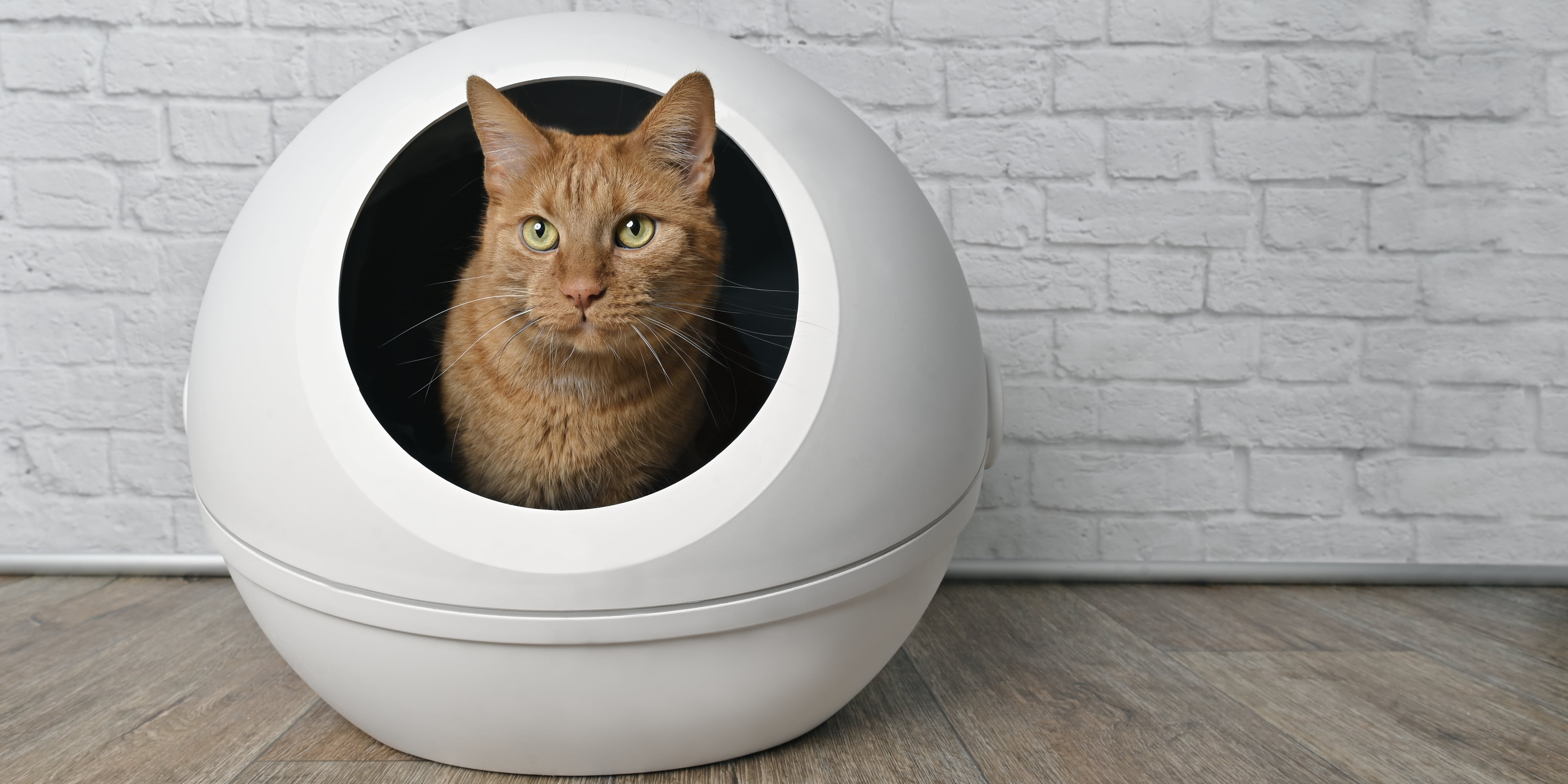 Litter Box Bags Cat Littee EcoLeo, Compatible With Litter-Robot