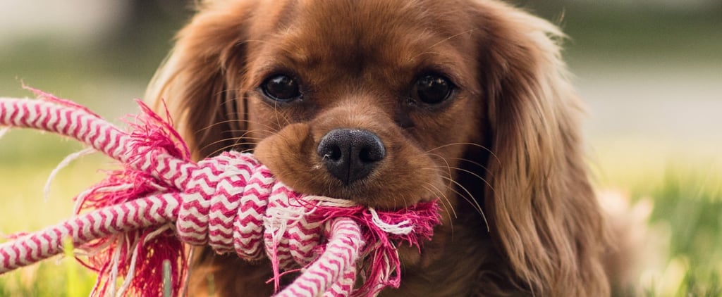 How to Keep Dogs Happy While You're Not Home