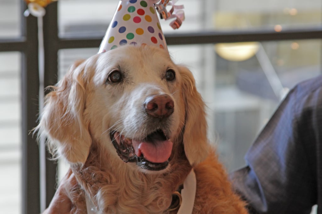 Birthday Party For Sept. 11 Rescue Dog