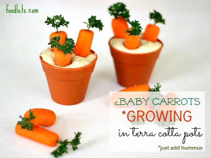 Baby Carrots in Spring Pots