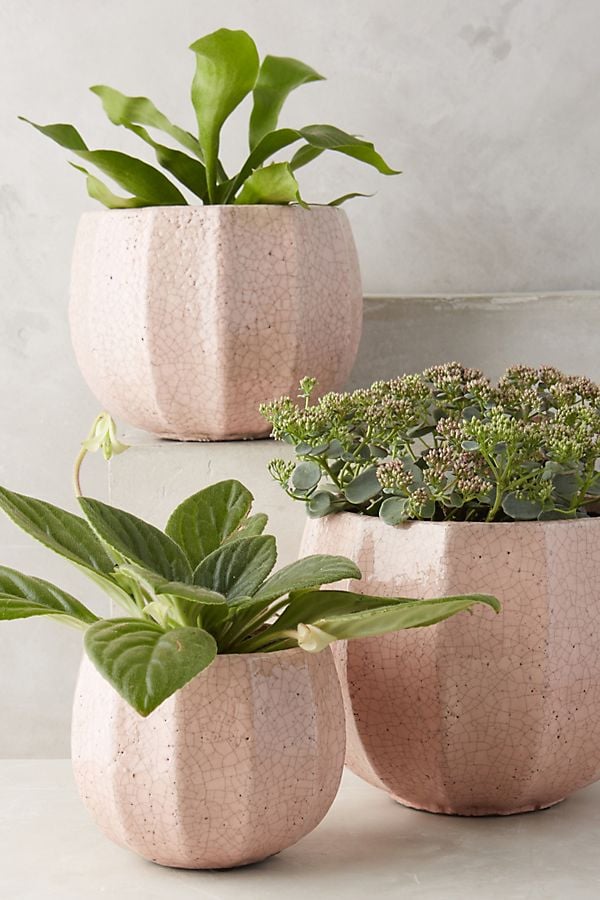 A Detailed Plant Pot: Ridged Terracotta Pot