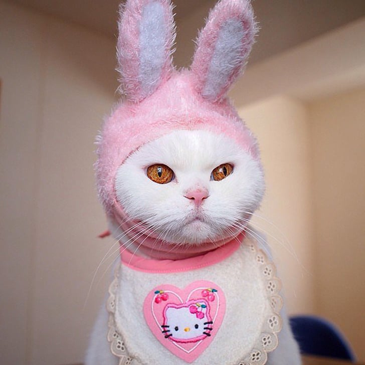 Famous Japanese Scottish Fold Cat Ura Popsugar Tech
