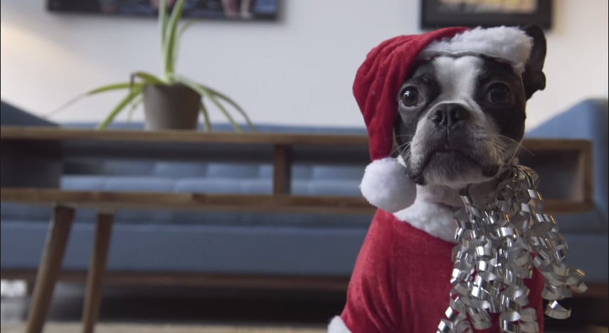 Boston Terrier Dog Rides Roomba | PS Tech