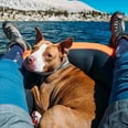 7 Ways Your Pup Makes You a Healthier, Happier Human