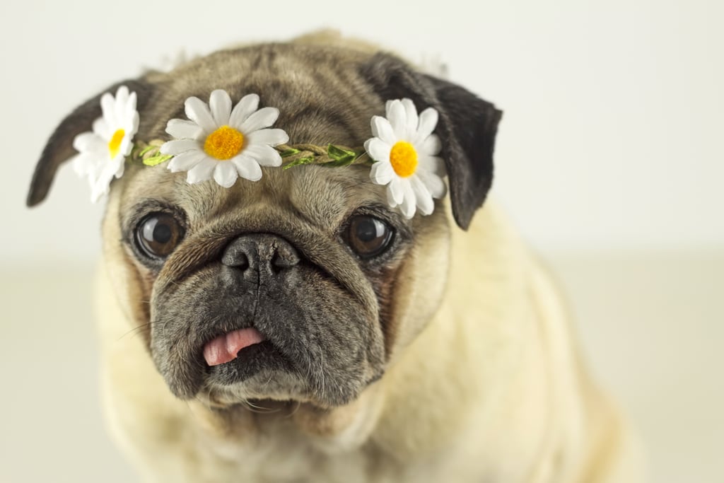 pug sweet