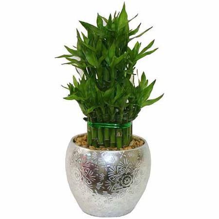 Bamboo Plant With Silver Metallic Pot ($20)