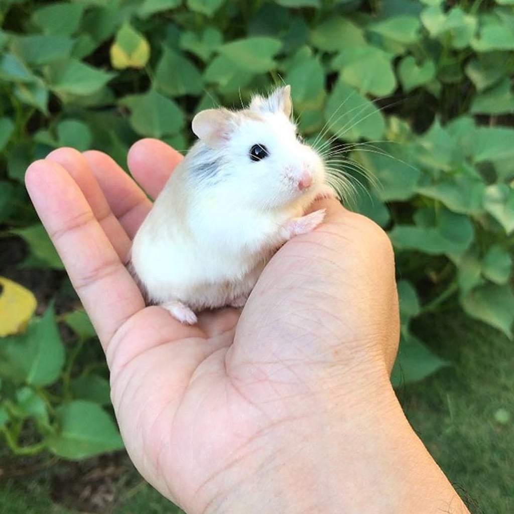 Cute Photos Of The Welly Hamsters On Instagram Popsugar Pets