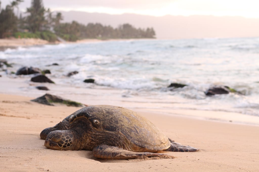 This turtle, who is honestly just exhausted from swimming all day.