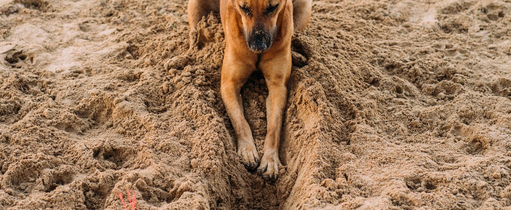 How to Get a Dog to Stop Digging