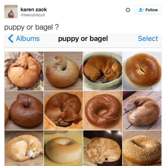 Puppy or Bagel Meme