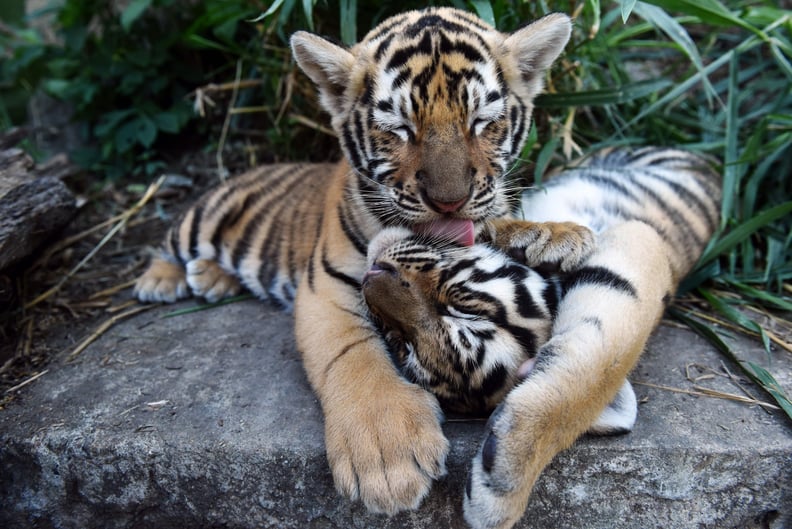 Bengal Tiger