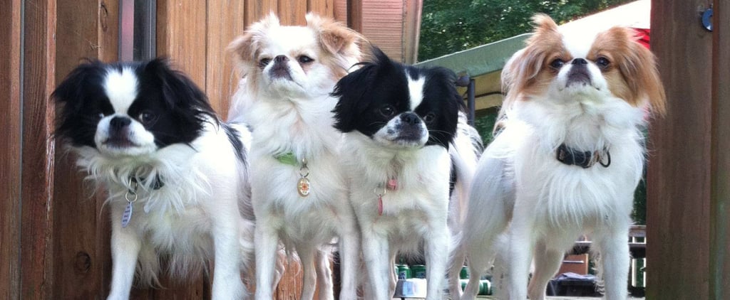 Photo Doggies For Anthony Facebook Movement