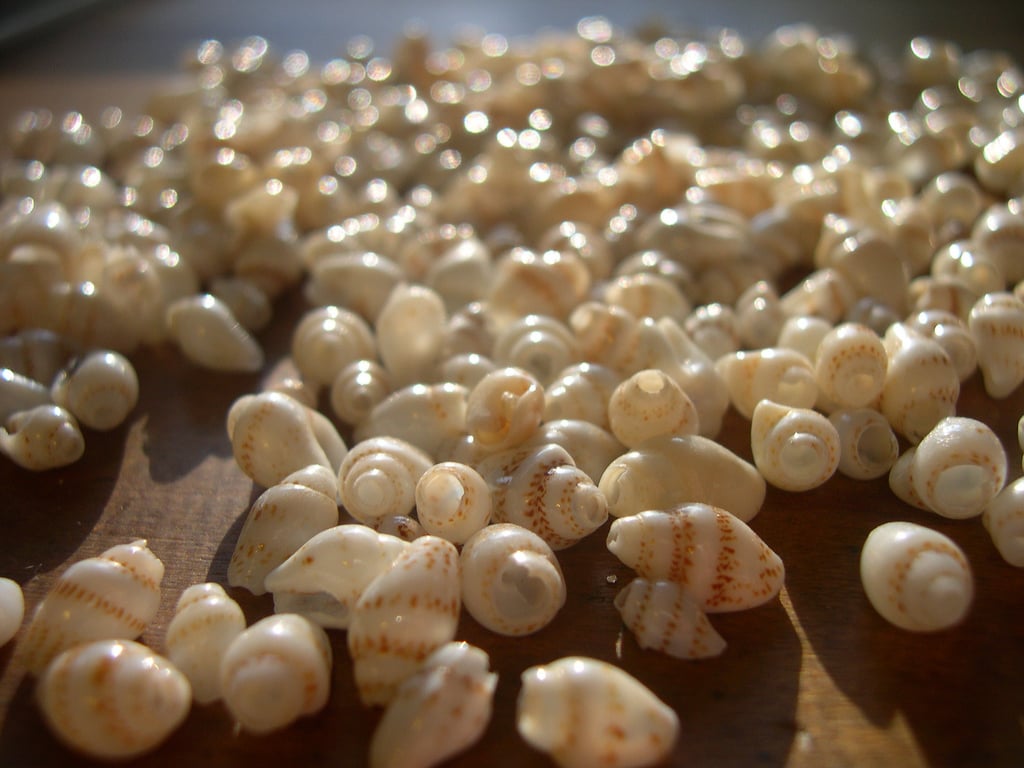 Craft With Seashells