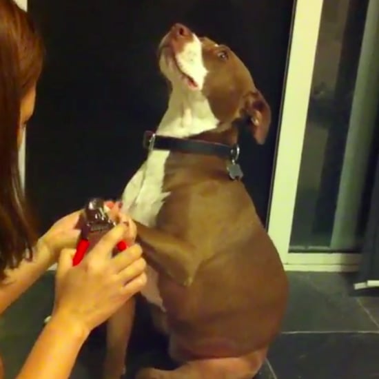 Video of Pitbull Being Dramatic While His Nails Are Clipped