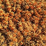 High-Oleic Safflower Oil