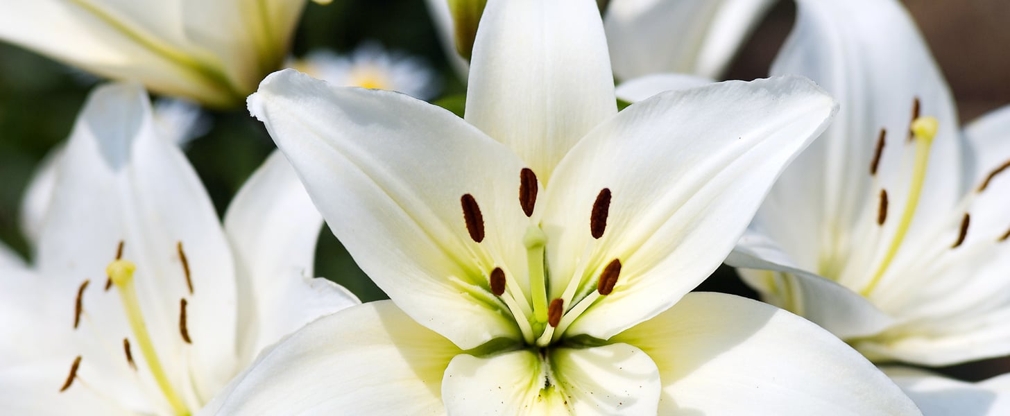 Easter Lilies Poisonous to Cats POPSUGAR Pets