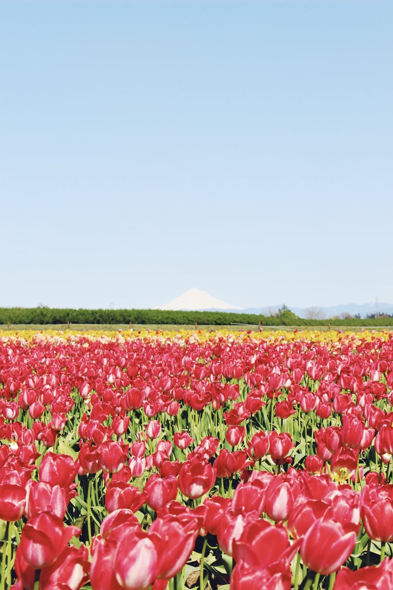 Wooden Shoe Tulip Festival