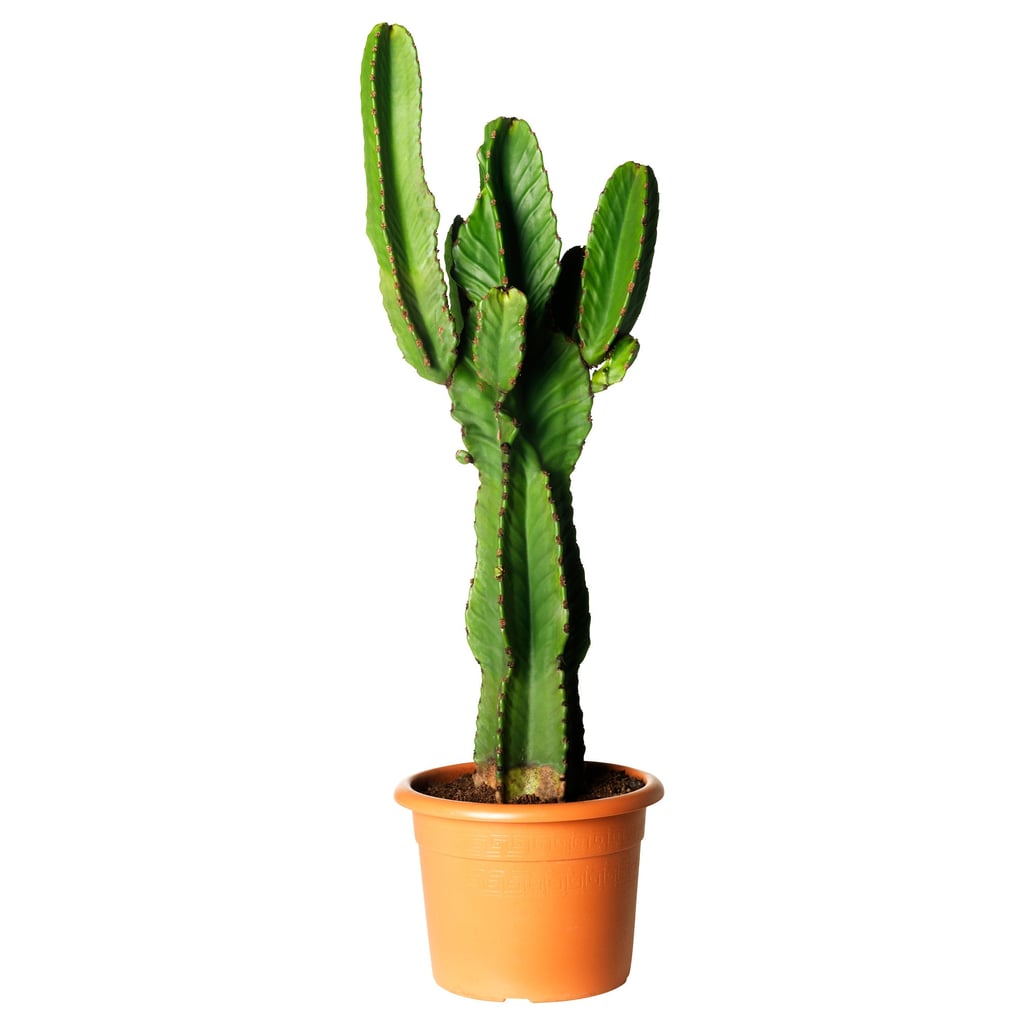 Euphorbia Potted Plant