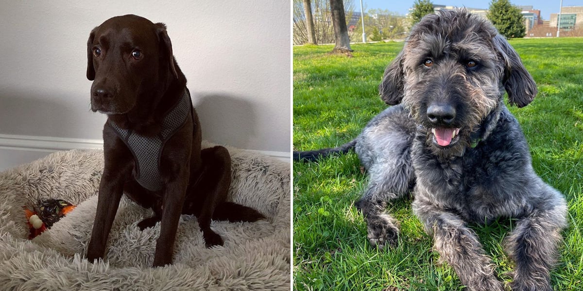 Meet the Dogs of the United States House and Senate | PS Pets