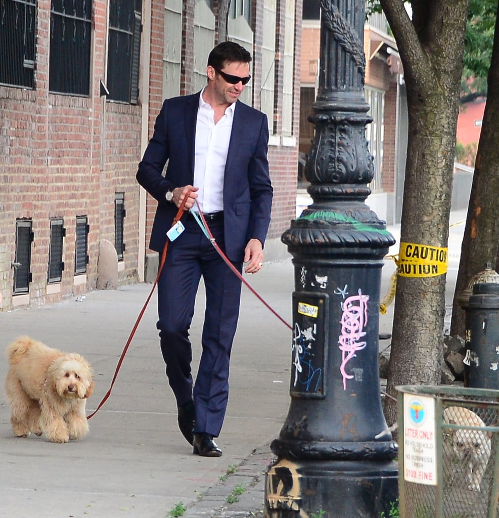 Hugh Jackman Walking His Dogs in a Suit in NYC