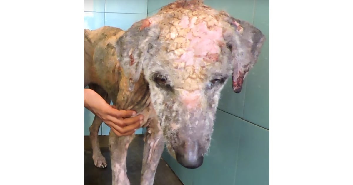 Dog With Mange Rescued Video Popsugar Pets